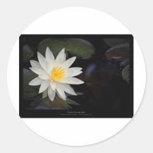Weißes Wasser-Lilie der Blumen-055 Runder Sticker
