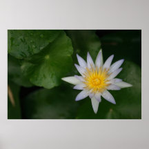 Weißes Wasser-Lilie Plakate