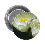Weißes Wasser-Lilien-Blumen Buttons