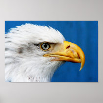 Weißkopfseeadler am Staatsangehörig-Schutzgebiet J poster