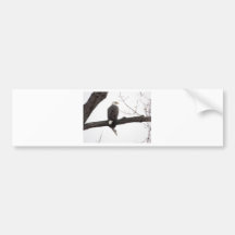 Weißkopfseeadler Auto Sticker