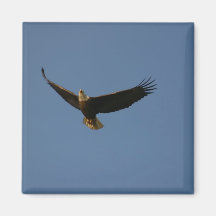 Weißkopfseeadler Kühlschrankmagnet