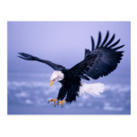 Weißkopfseeadler-Landungs-Flügel verbreitet in ein Postkarten