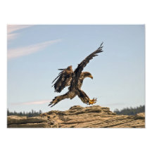 Weißkopfseeadler-Landungs-Kunst-Druck Fotodrucke