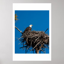 Weißkopfseeadler Plakate