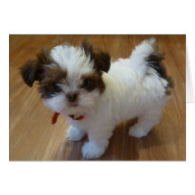 Welpe Notecards Shih Tzu Karten