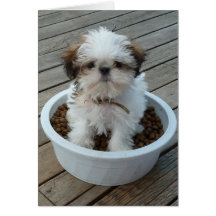 Welpe Notecards Shih Tzu Karten