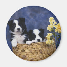 Welpen-Bild Magnets