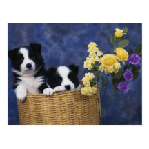 Welpen-Bild Postkarte