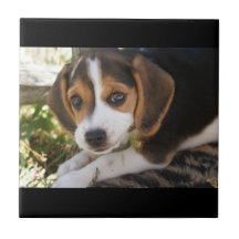 Welpen-HundeBeagle Keramikfliesen