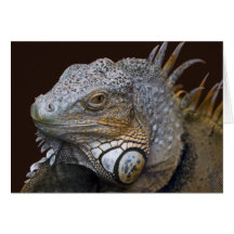 Wenig Drache-Karte