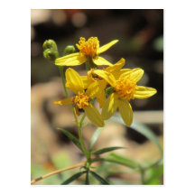 Wenig Zitronen-Kopf-Wildblumen-Postkarte