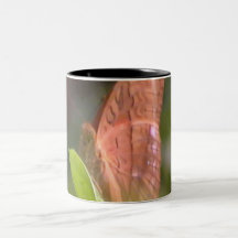 Wertvoller Schmetterling Kaffee Haferl