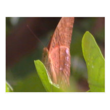 Wertvoller Schmetterling Postkarte