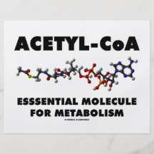 Wesentliches Molekül Acetyl-CoA für Metabolismus Individuelle Flyer