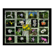 Western-Montana-Wildblumen-Postkarte