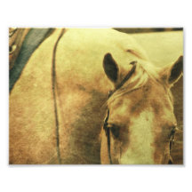 WesternPalomino Photographie