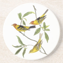 WesternTanager - John James Audubon Getränke Untersetzer