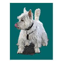Westhochland Terrier Postkarten