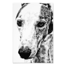 Whippet Hund Photographischer Druck