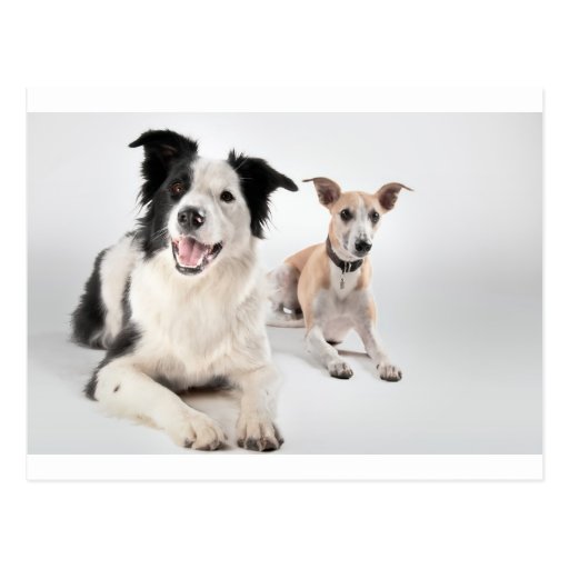Whippet mit einer Border-Collie Postkarten