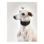 Whippet Postkarte