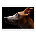 Whippet Postkarte