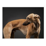 Whippet Postkarte