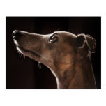Whippet Postkarten