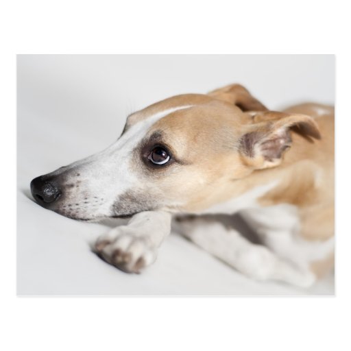 Whippet Postkarten
