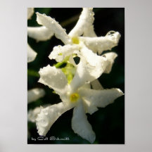 white001 plakat