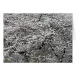 White Cherry blossoms Central Park Card