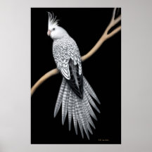 Whitefaced Perlegeschecktes Cockatiel-Plakat