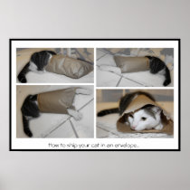 Wie man Ihre Katze in einem lustigen Druck des Ums poster