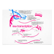 Wie mRNA in einem Kern-Diagramm hergestellt wird Ankündigung