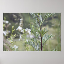 Wiese Plakatdrucke