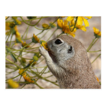 Wildblume-Imbiss-Postkarte