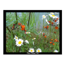 Wildblumen am Gletscher Postkarten