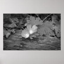 Wildblumen auf hölzernem Druck Posterdrucke