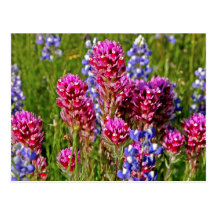 Wildblumen Postkarten
