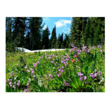 Wildblumen u. Tannen Postkarten