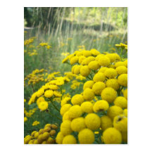 Wildblumen von Montana Postkarte