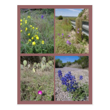 Wildblumen von Texas Postkarten