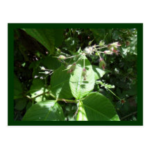 Wilde Blume Postkarte