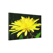 wilde gelbe Löwenzahn-Blume Gespannte Galeriedrucke