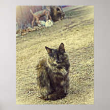 Wilde Miezekatze mit ihren zwei Kätzchen im Hinter Plakate