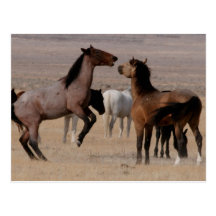 Wilde Mustangs Utahs Postkarte