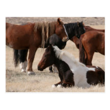 Wilde Mustangs Utahs Postkarten