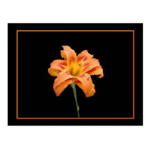 Wilde Orange Lilly Postkarte