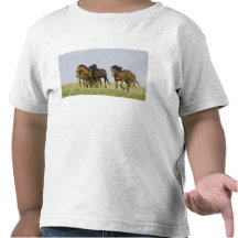 Wilde PferdeEquus caballus) wilde Pferde 3 Shirt
